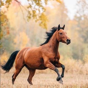 Meet your Posher, Gracie